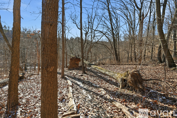 A forest with bare trees and fallen leaves on the ground.