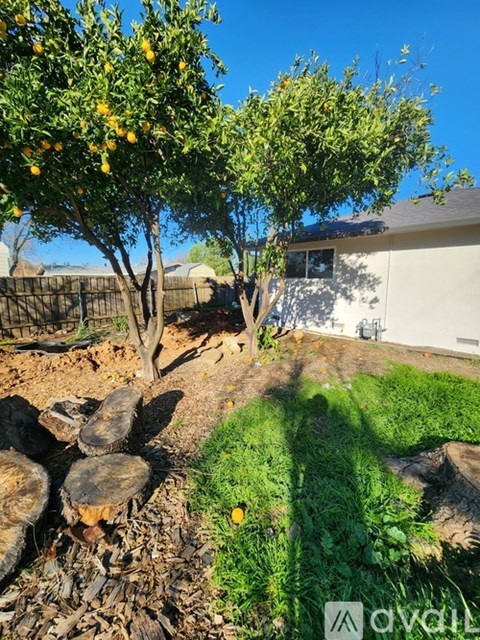 A lemon tree in a backyard with a house in the background.