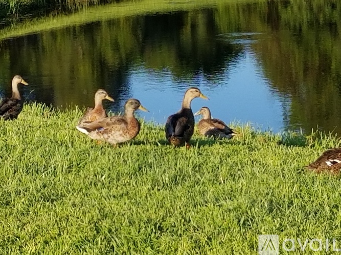 A group of ducks are standing on the grass by the water.