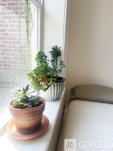 A potted plant sits on a windowsill next to a cushion.