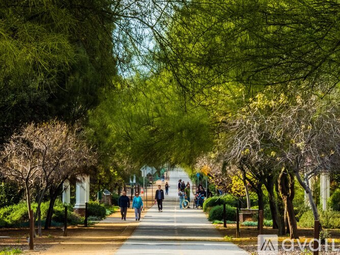 A tree-lined walkway with people walking on it.
