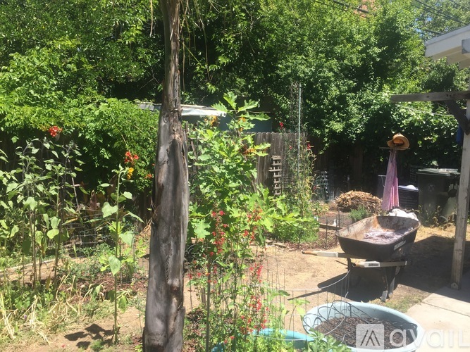 A garden with a large tree and a wheelbarrow.