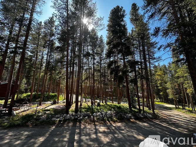 A forest with tall pine trees and a clear blue sky.