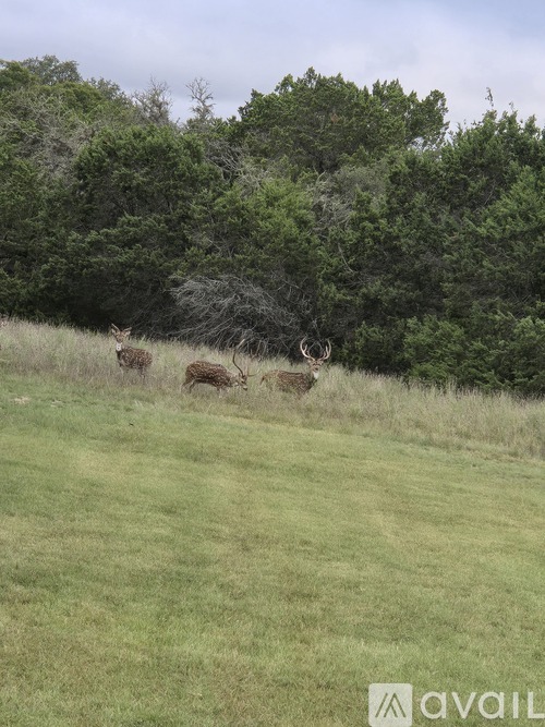 Two deer are walking in a grassy field.
