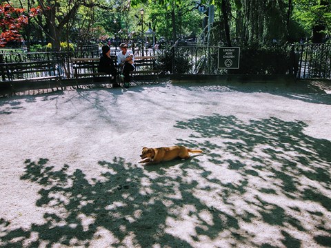 a dog laying on the ground in a park