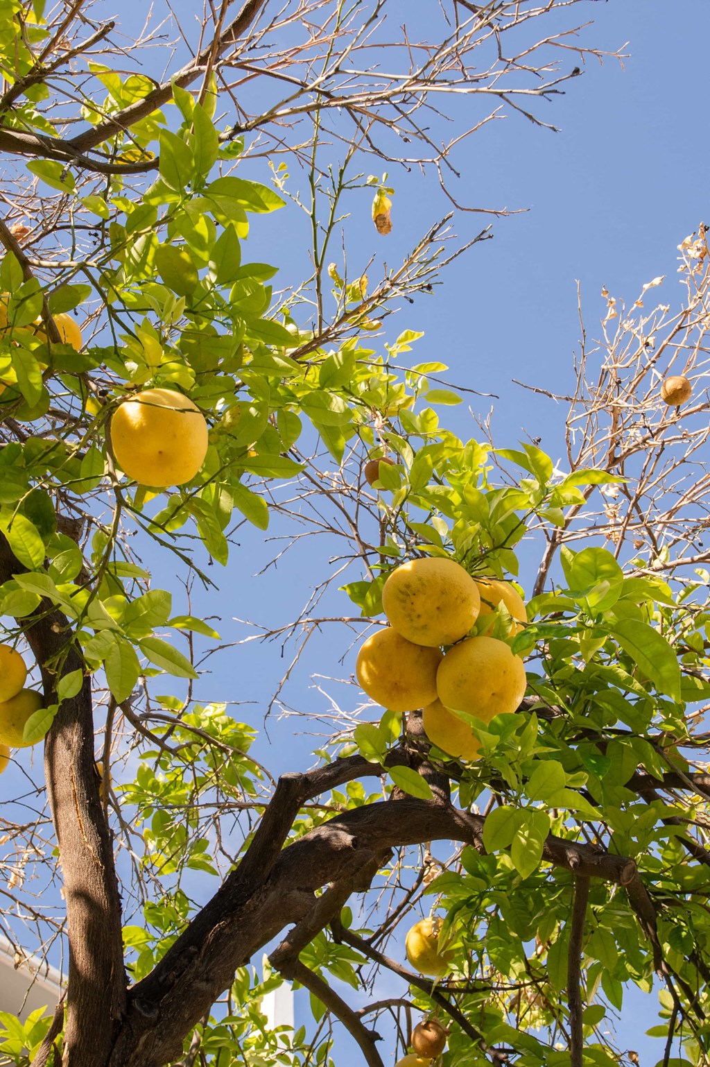 a lemon tree filled with yellow lemons