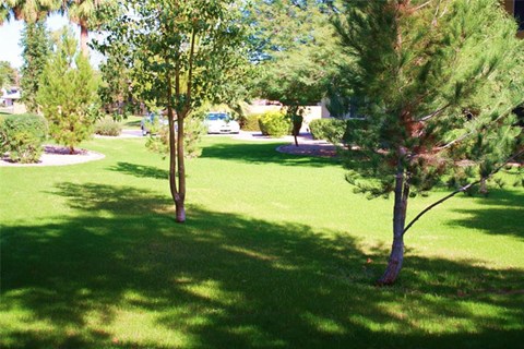 a view of a park with trees and grass