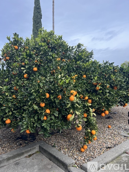 A tree with oranges growing on it.