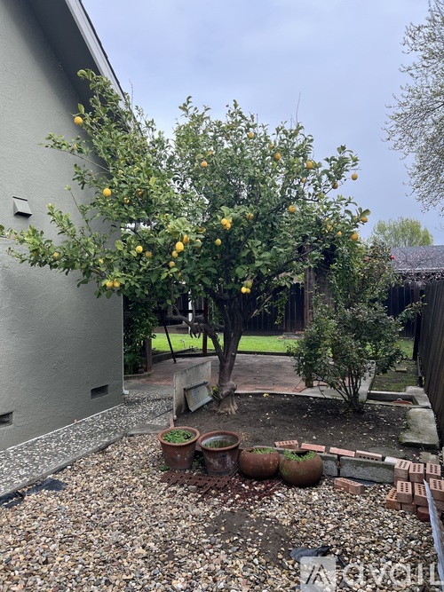 A lemon tree in a backyard with pots and a gravel ground.