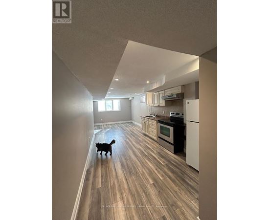 A cat is walking down a hallway in a modern kitchen.
