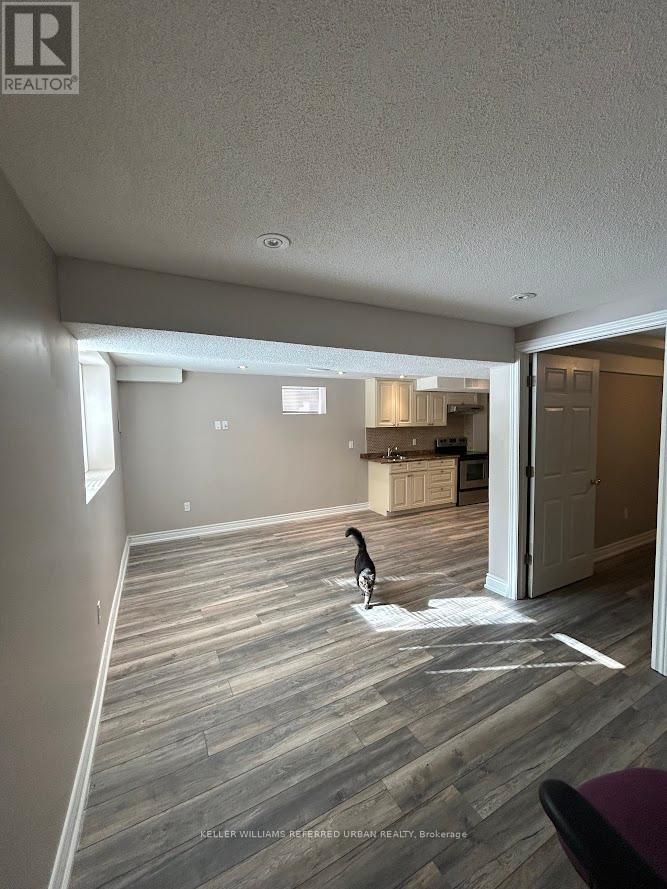 A cat is standing on a wooden floor in a room.