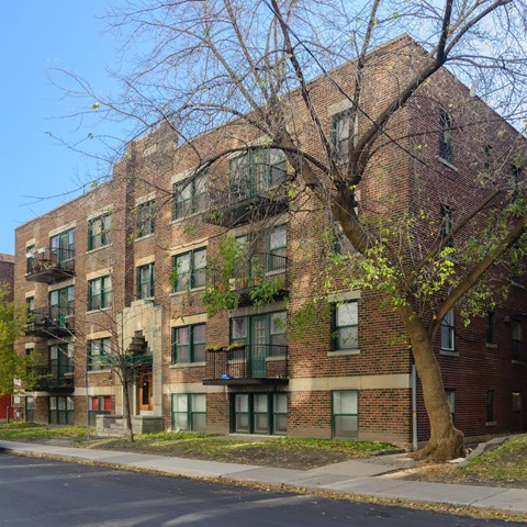 A tree in front of a brick building with green plants growing on the building.