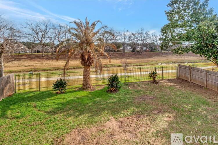 A palm tree stands in a yard with a fence and other trees.