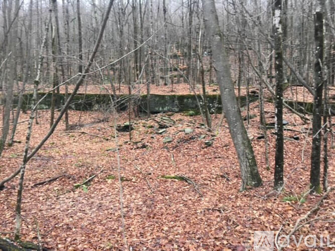 A forest with bare trees and a ground covered with brown leaves.
