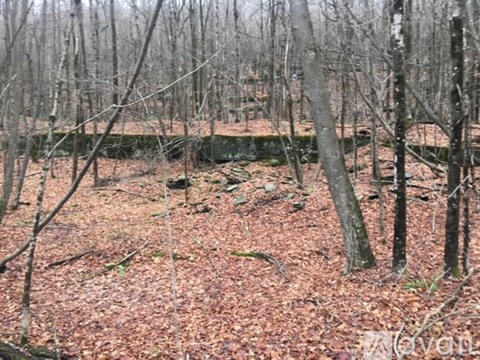 A forest with bare trees and a ground covered with brown leaves.