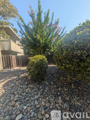 A garden with a gravel path and a small tree in the middle.