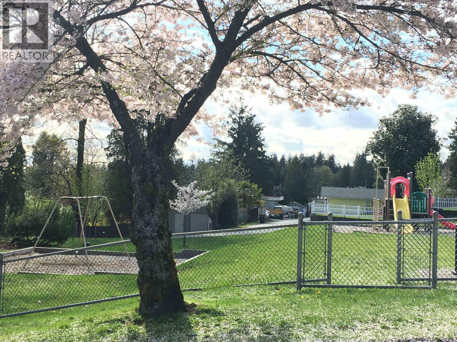 A tree with pink blossoms stands in a grassy area with a playground in the background.