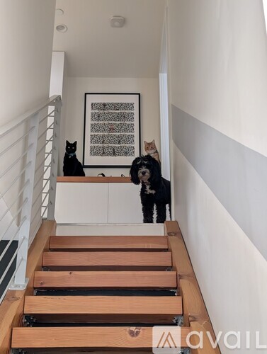 Two cats are standing on a staircase.