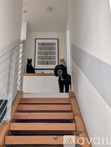 Two cats are standing on a staircase.