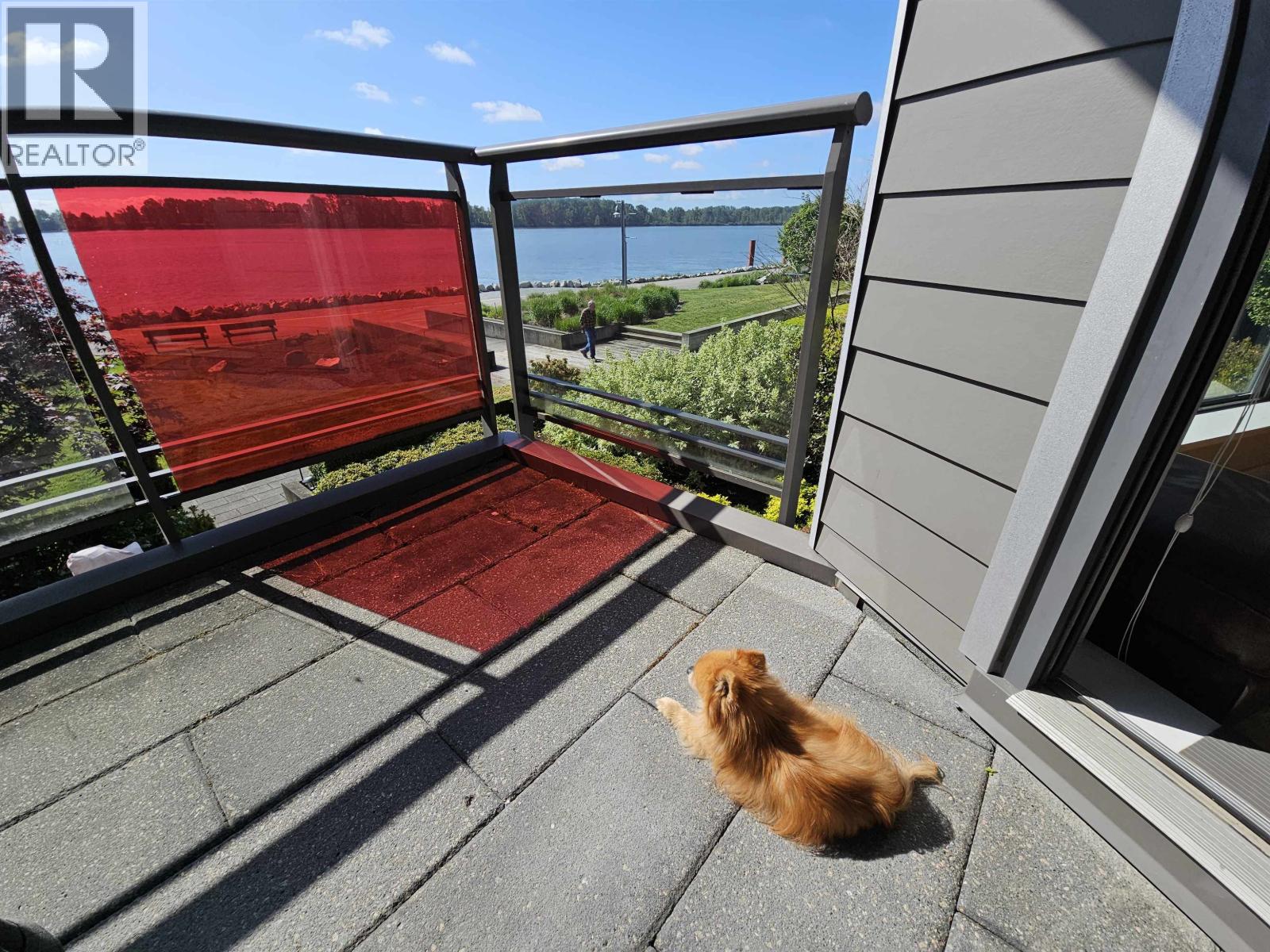 A dog is sitting on a patio looking out at the water.