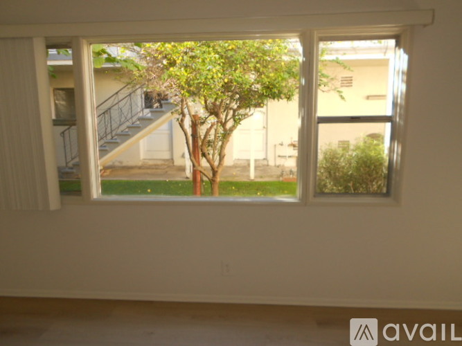 A tree is visible through a window in a room.