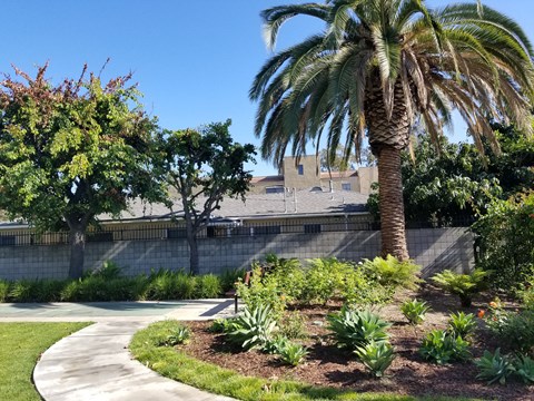 A palm tree stands in a garden with a building in the background.