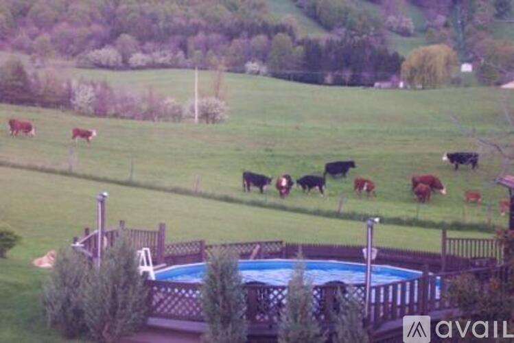 Cows grazing in a field with a pool in the foreground.