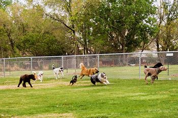 apartment complex with dog park 
