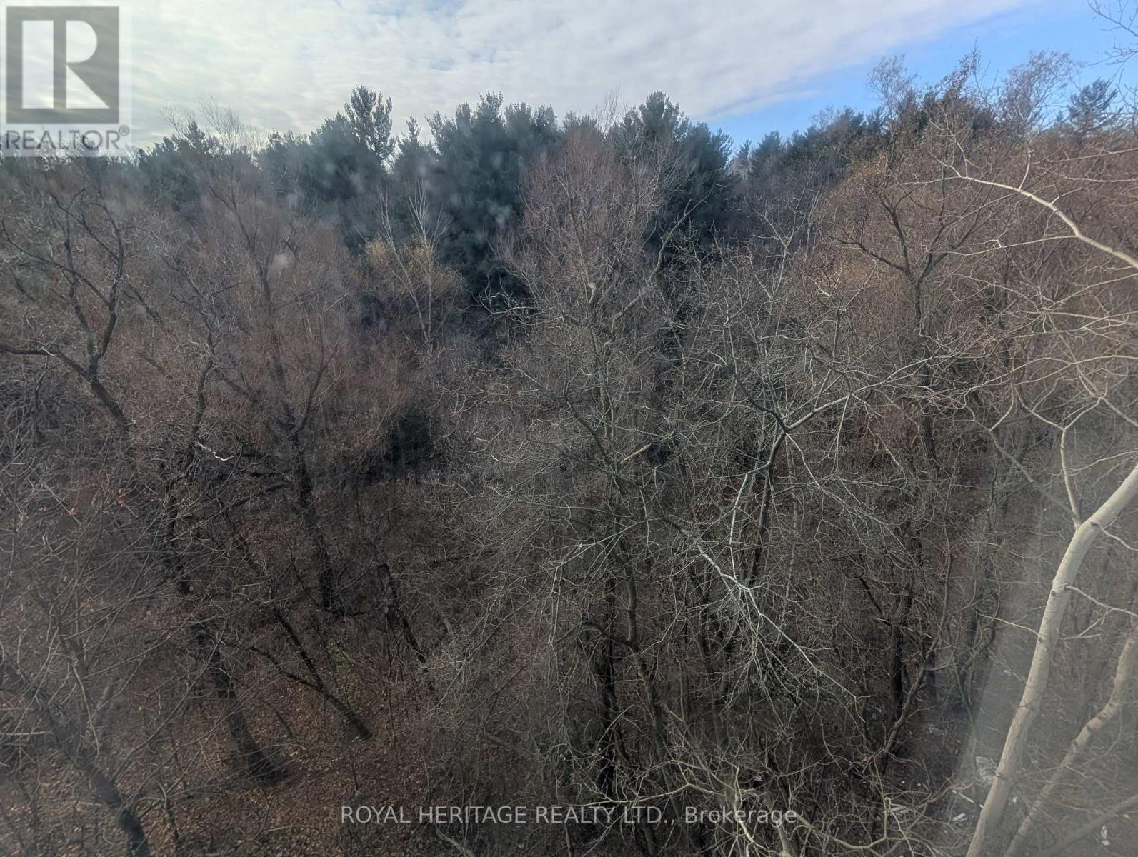 A forest of leafless trees in a cloudy day.