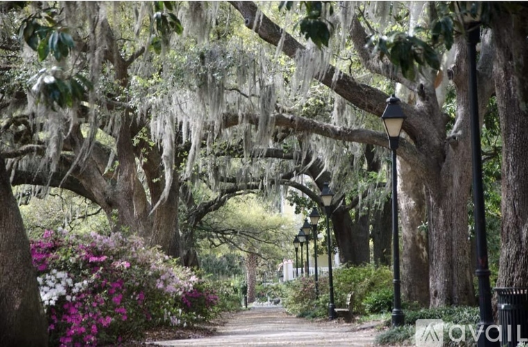 A pathway lined with trees and hanging moss.