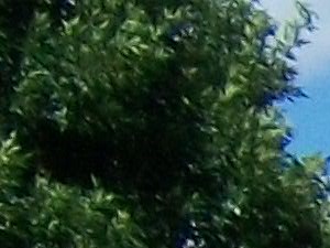 Covington Court Apartments 364 East Marie Ave West St Paul Mn