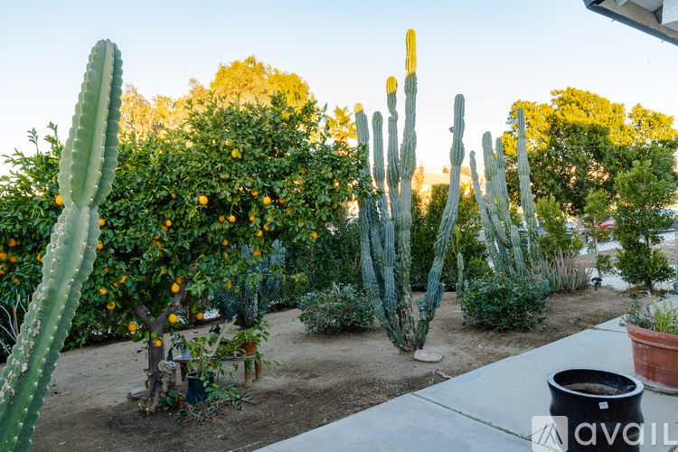 A garden with cacti and orange trees.