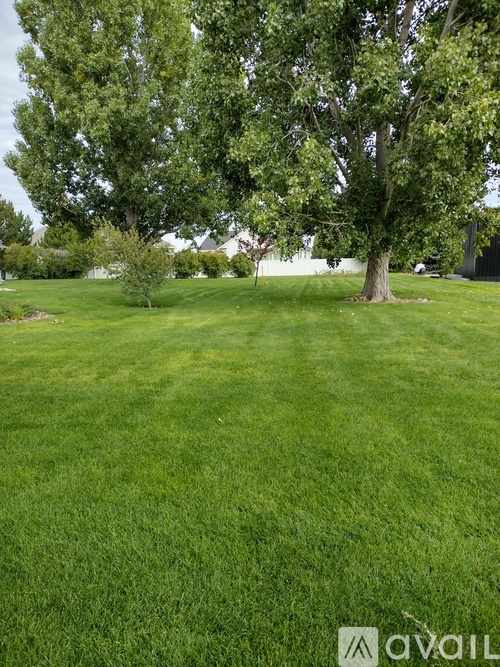 A grassy field with a tree in the background.