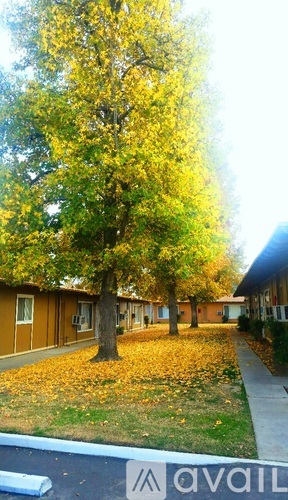 A tree with yellow leaves in front of a building.