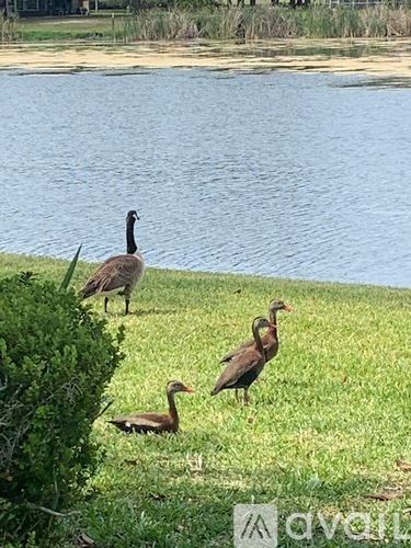 Four geese are standing by a body of water.