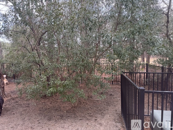 A fenced area with trees and a dirt ground.