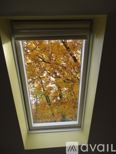 A window with a view of trees with yellow leaves.