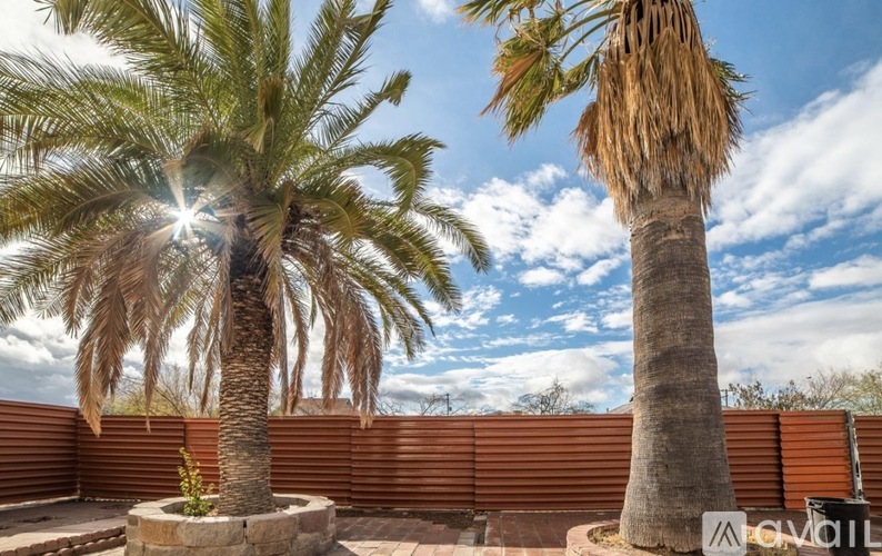 Two palm trees in a sunny backyard.