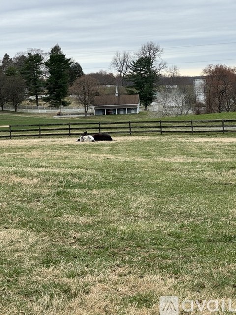 A cow is laying in a grassy field with a house and trees in the background.