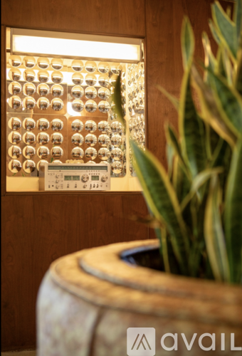 A plant is in a pot in front of a wall of buttons.