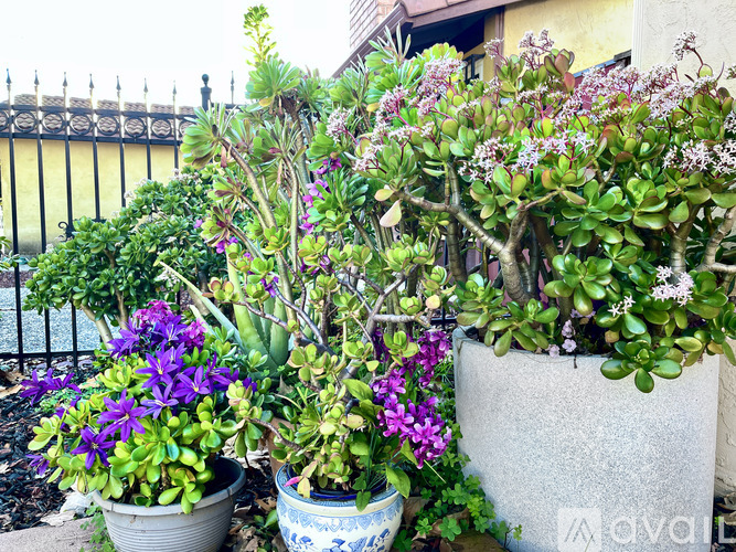 A variety of plants in pots on a patio.