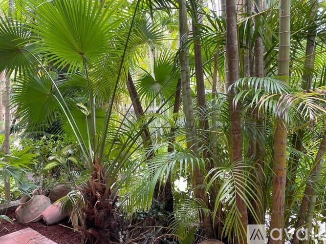 A group of palm trees in a garden.