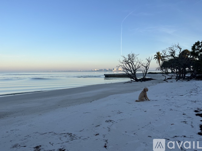 A dog is sitting on the beach looking out to the water.