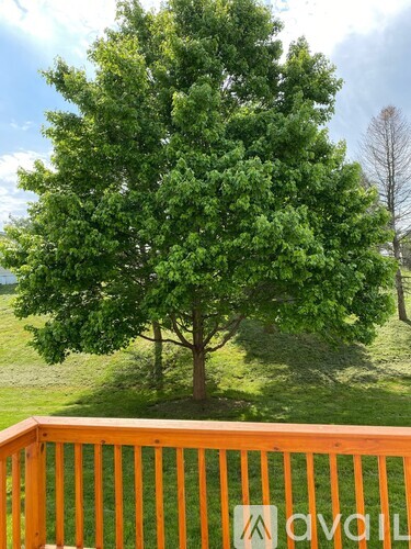 A tree stands in a grassy field.