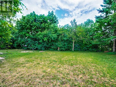 A lush green field with trees in the background.