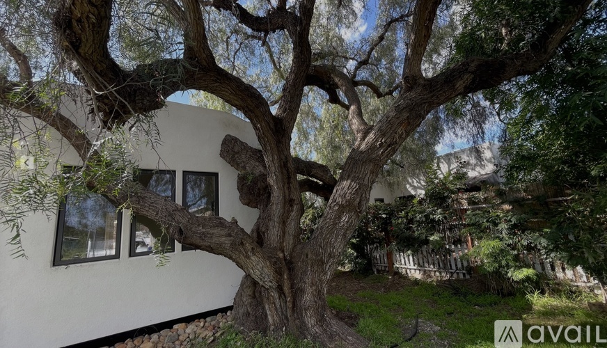 A large tree with a thick trunk and sprawling branches dominates the scene, with a white building featuring a circular window and a small balcony visible in the background.