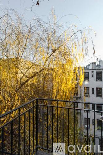 A tree with yellow leaves is in front of a building.