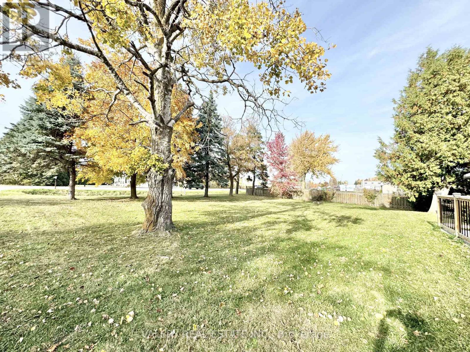 A tree with yellow leaves stands in a grassy field.