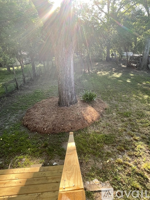A tree in a grassy area with sunlight shining through the branches.