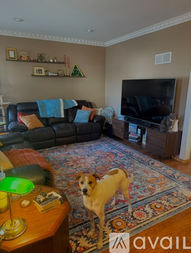 A dog is standing on a rug in a living room.